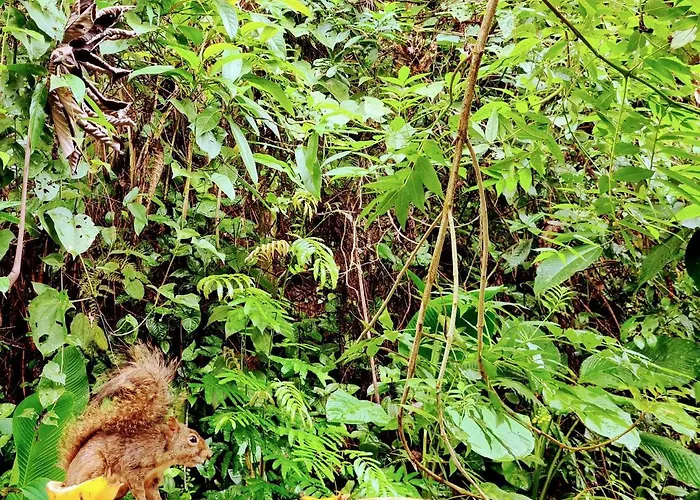 Canto dos Pássaros Suítes